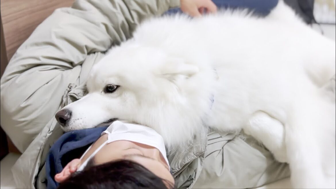 犬に内緒で１週間無断外泊したらこうなりました…w【サモエド】