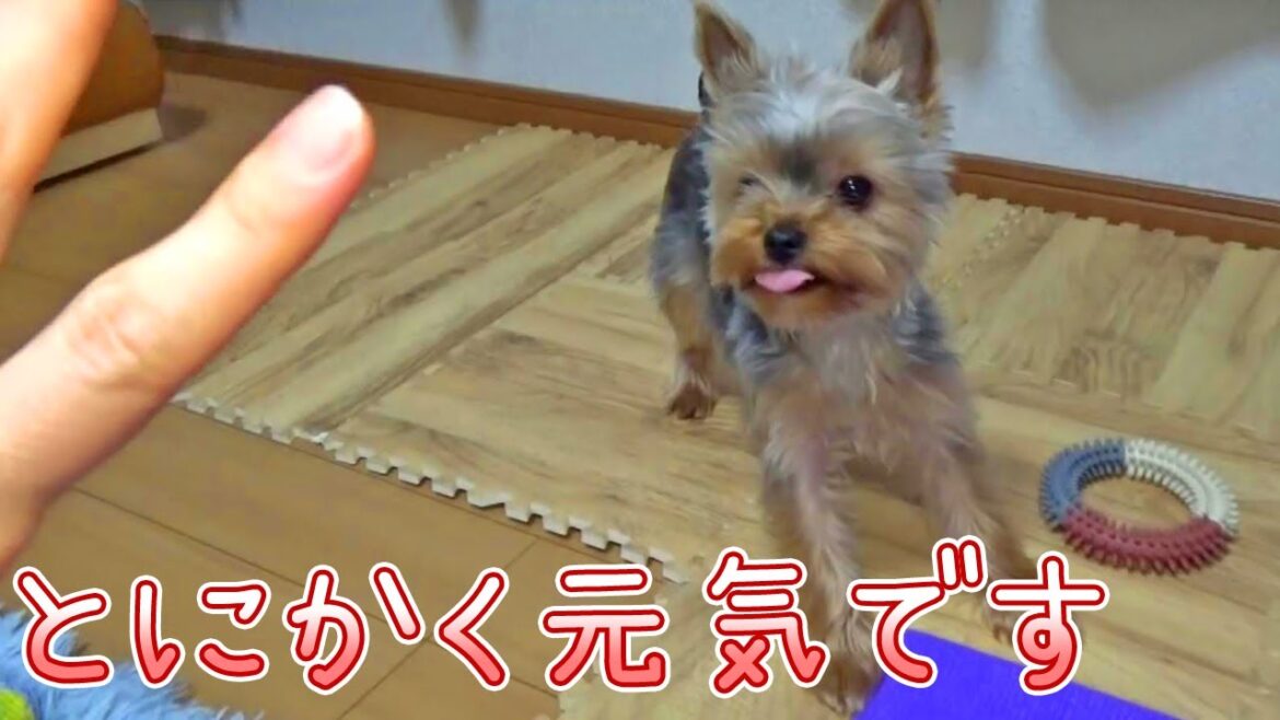 【ヨークシャテリア】お散歩に行っても疲れ知らずのヨークシャテリア【Yorkshire Terrier】
