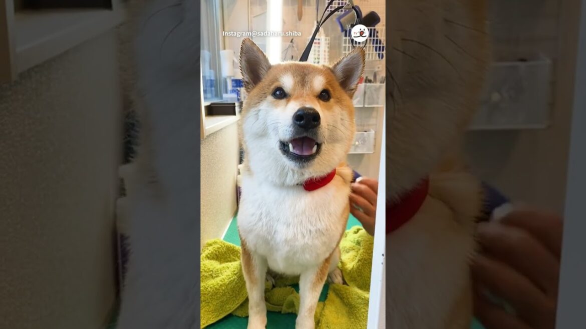ニャーニャー言う柴犬さん🐕飼い主さんに訴えかける😄｜PECO #shorts