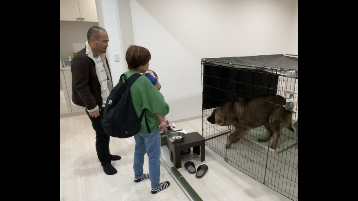 【超大型犬】　2ヶ月ぶりのボーズ　Leonberger　レオンベルガー