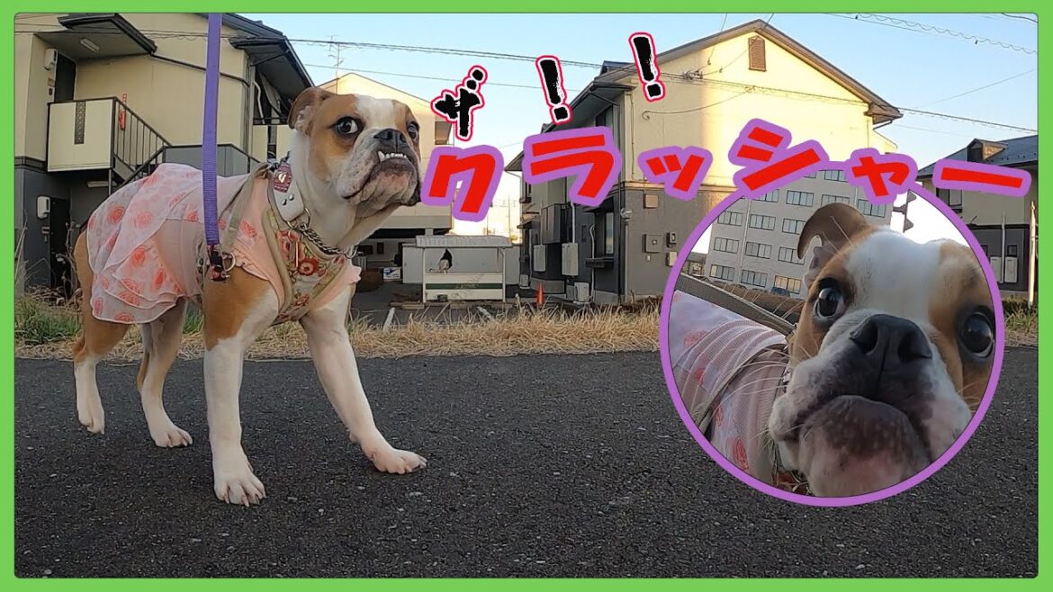 ウッドデッキを破壊するシロアリ竹子