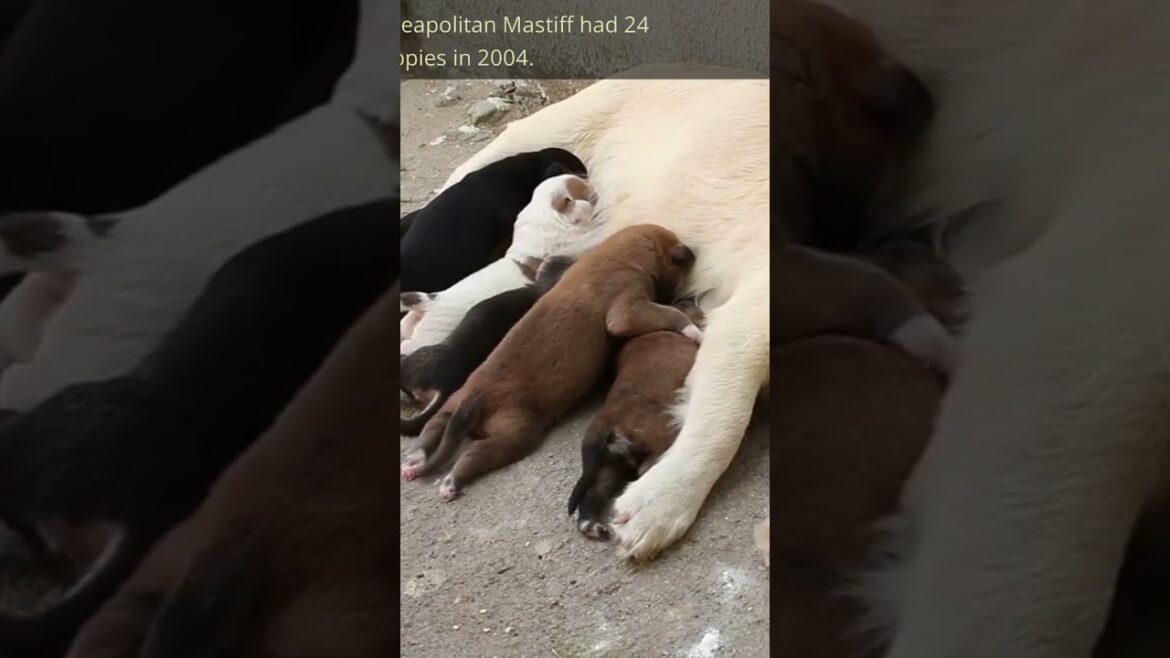 World Record for the Largest Litter of Puppies  #Dogs #puppies #doglovers  #shorts #funnydogs