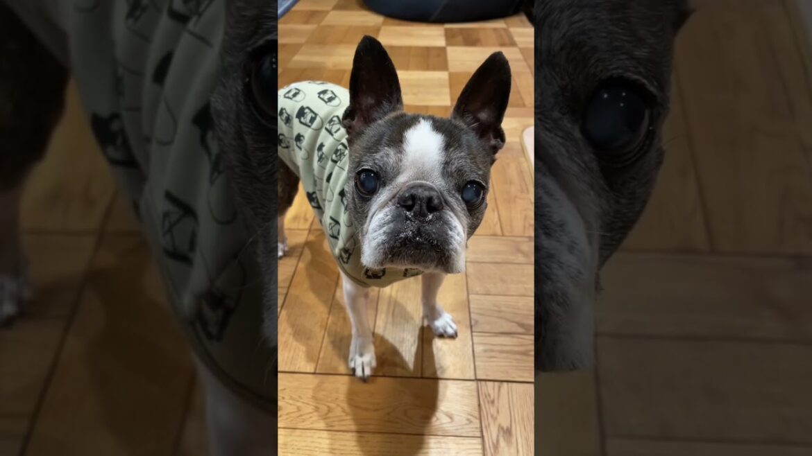 【ワンコ】イギー参上！　#ジョジョ　#ボストンテリア