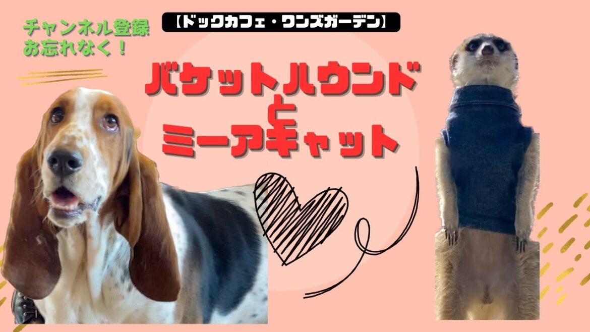 バセットハウンドとミーアキャット【2/28  3/1 ご来店お客様】