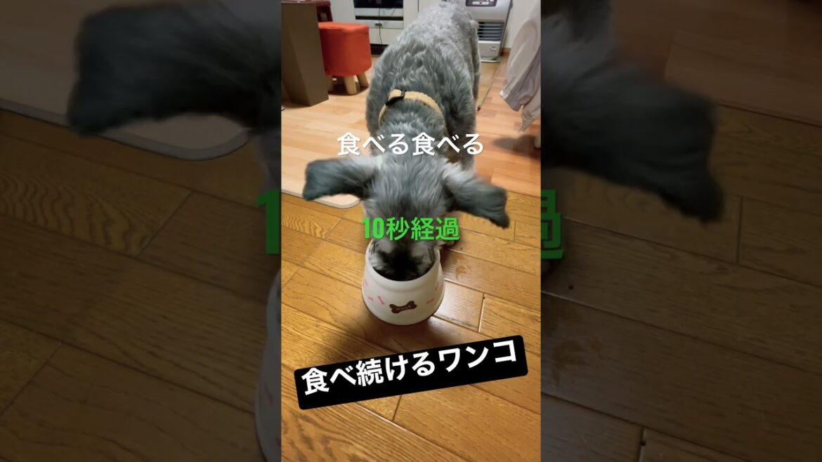 狙ったご飯は離さない！ #ミニチュアシュナウザー #わんこ #犬 #miniatureschnauzer #あるある #dog
