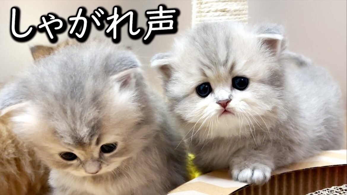 【ペルシャの子猫】子猫の可愛い声の中に酒焼けした声が混じっている件 ∼猫のいる生活Vol.640∼ 出産動画 マンチカン短足・ミヌエット・ペルシャ猫専門ブリーダー『ペット蔵人』【子猫の成長記録】