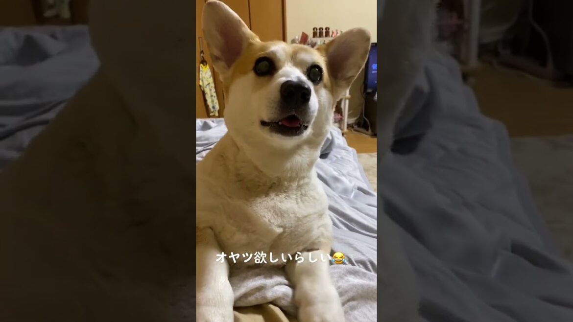 あげるまでこれ😂#くきたん