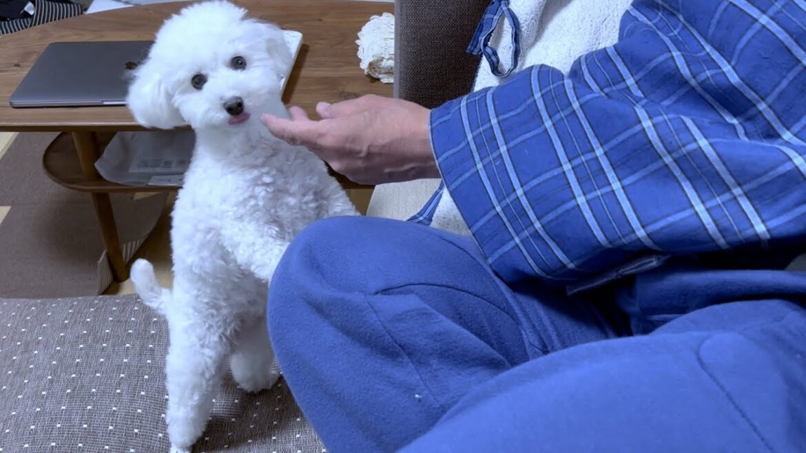【トイプードルと実家暮らし終盤】犬に対するジィジとバァバの溺愛ぶりが凄まじい 【トイプードルと実家暮らし終盤】犬に対するジィジとバァバの溺愛ぶりが凄まじい
