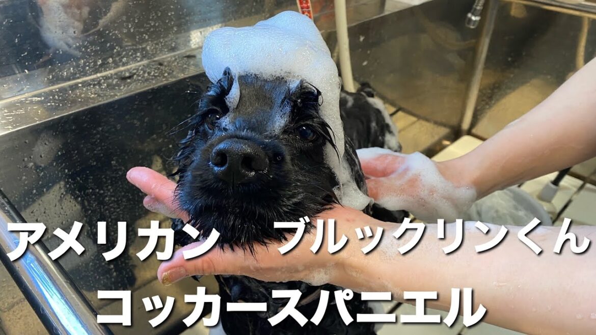 アメリカンコッカースパニエル　ブルックリンくん【American cocker spaniel 】