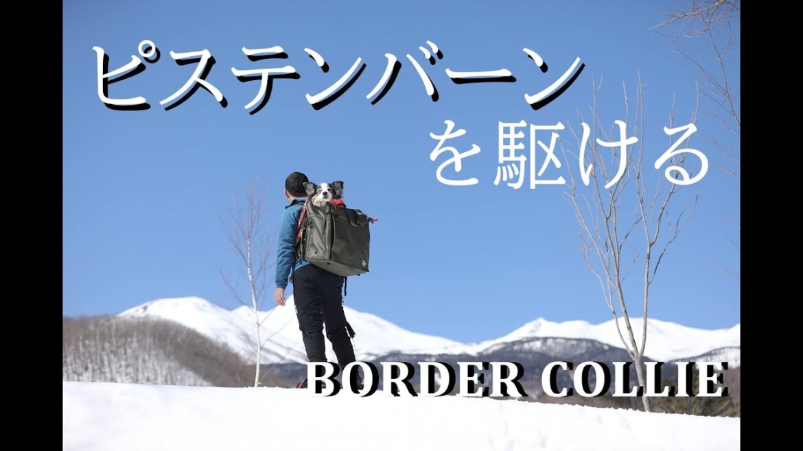 【愛犬と雪遊び】雪山とピステンバーンが美しい 7年前に見た景色を目指しボーダーコリーと雪山を行く 【愛犬と雪遊び】雪山とピステンバーンが美しい 7年前に見た景色を目指しボーダーコリーと雪山を行く