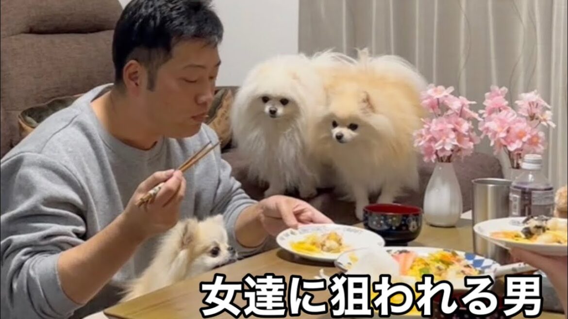 【雛祭り】パパのちらし寿司を狙う３姉妹ポメラニアン