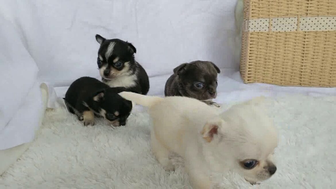スムースコートチワワの子犬兄弟