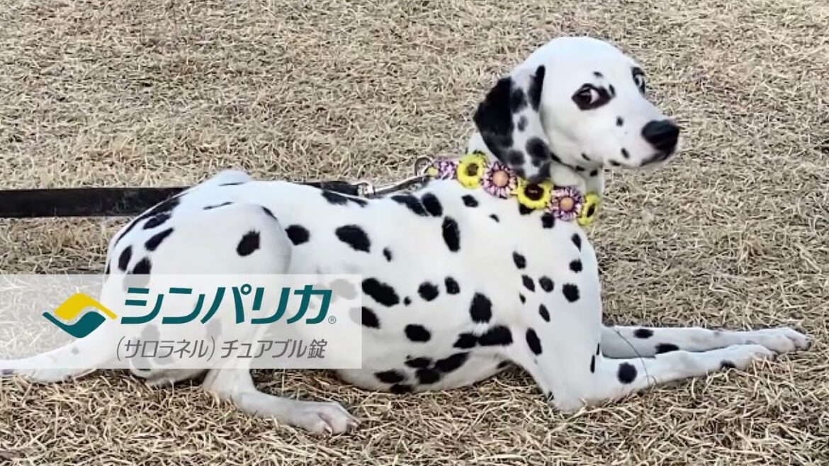 シンパリカ “きみの時計” 6秒動画 ダルメシアン