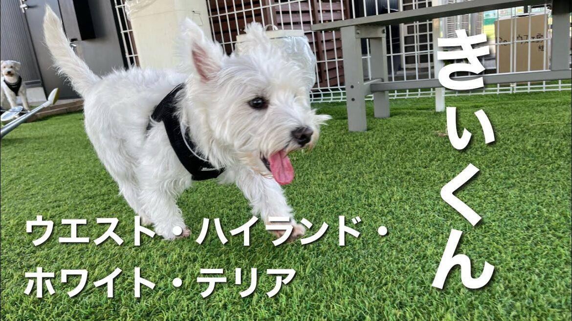 ウエストハイランドホワイトテリア　きぃくん【west highland white terrier】