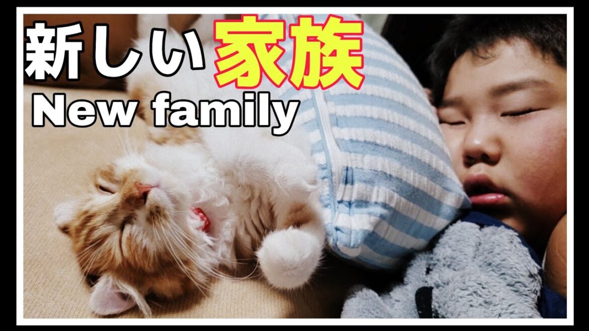 ロングコート【チワワ】とアメリカンカール【子猫】Long coat [Chihuahua] and American curl [kitten]