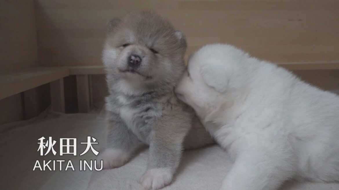 なかよし秋田犬きょうだいの幸せなひととき 笑顔あふれる秋田犬の成長記録