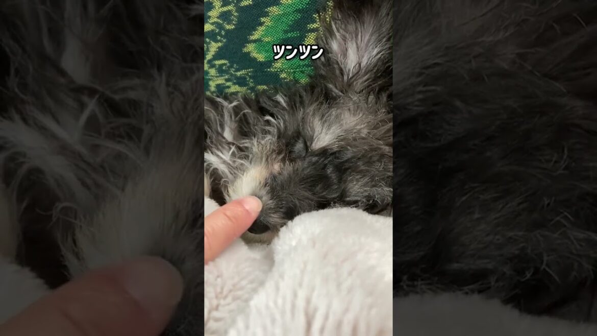 それやめて😅【シュナプーのぺぺ】