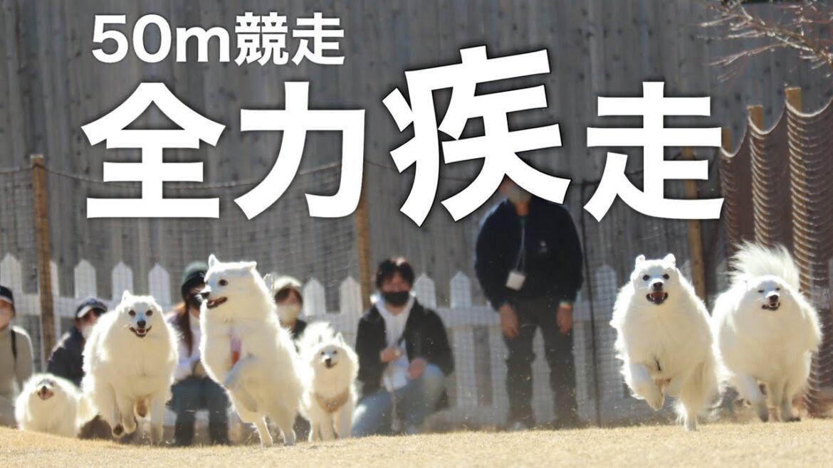 愛犬オフ会で50m競走をしたら白モフたちが可愛すぎた💕