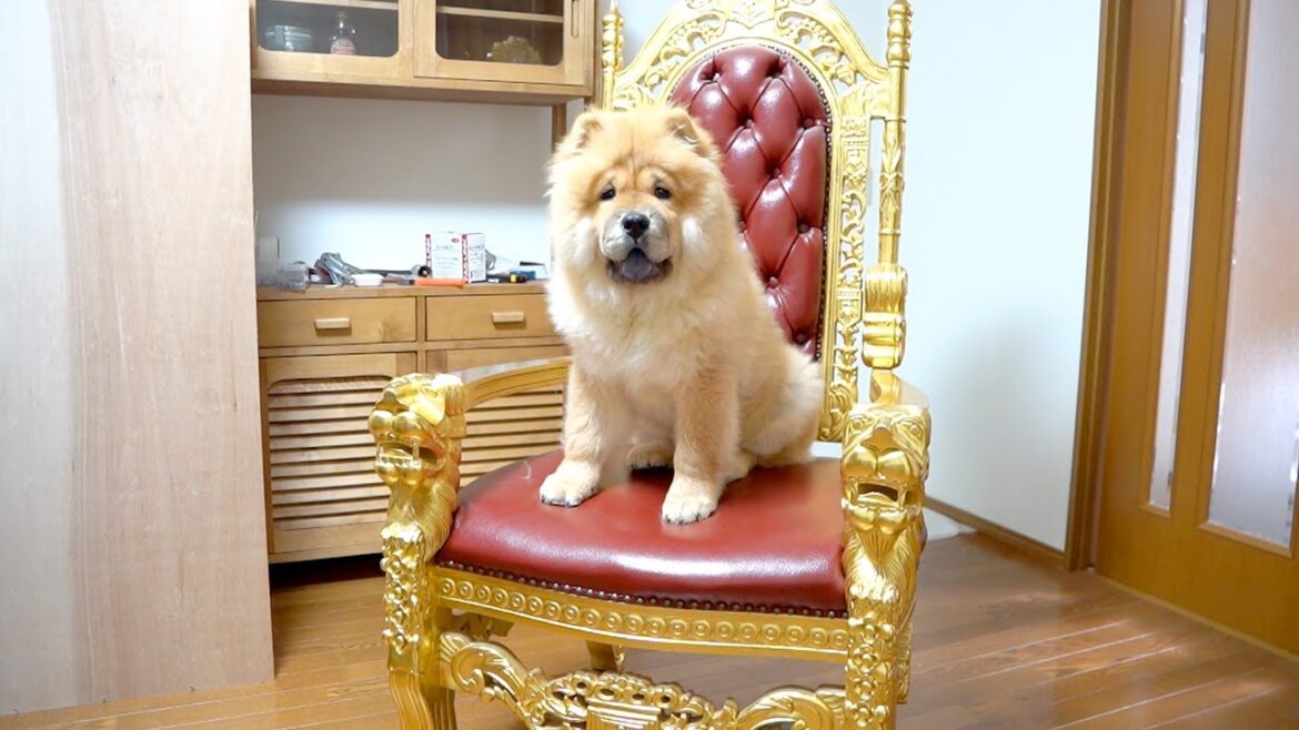 チャウチャウ犬を王様の椅子に座らせたらマヌケなライオンキングになった