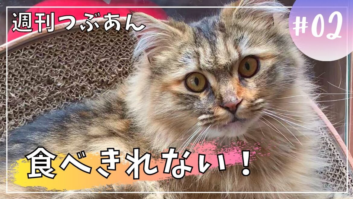 【週刊つぶあん2】小食子猫。毎日ご飯が食べきれない💧【サイベリアン・多頭飼い】 【週刊つぶあん2】小食子猫。毎日ご飯が食べきれない💧【サイベリアン・多頭飼い】