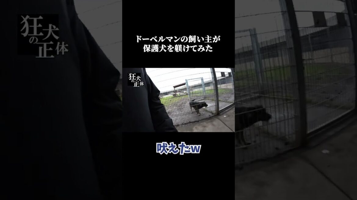 ドーベルマンの飼い主が保護犬を躾けてみた