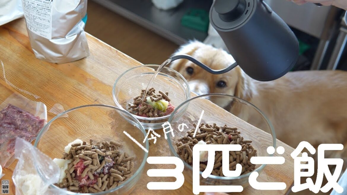 破天荒なのにご飯はお利口に待てる1歳ゴールデンレトリバー