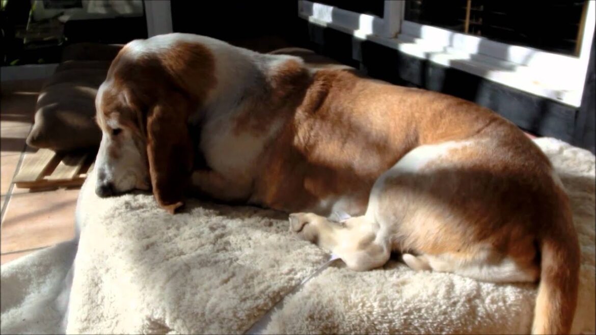 バセットハウンドの朝寝 / Basset Hounds at nap time