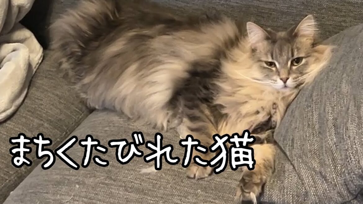 大好きな彼氏が帰ってくるのが遅くて待ちくたびれちゃった猫 ノルウェージャンフォレストキャット