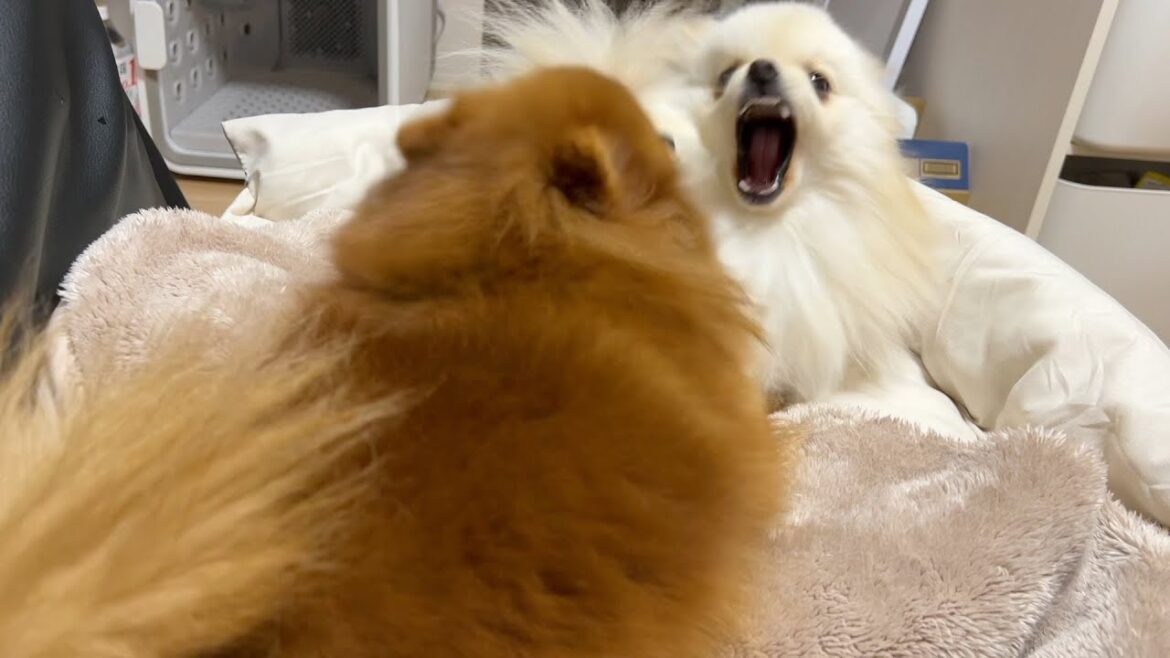 ワクチン注射でご機嫌斜めなポメラニアンの親子