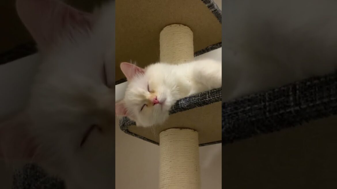 寝るキャットに寄る #cat #ねこ #ねこのいる生活 #ラガマフィン #ragamuffin