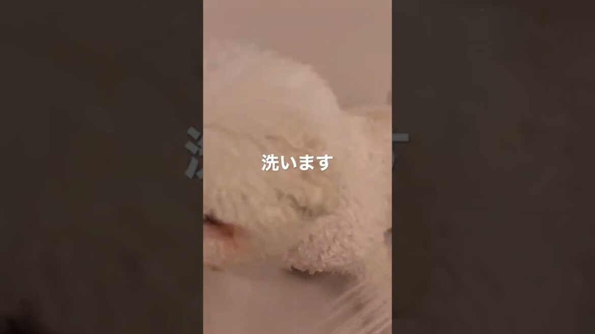 シャワー最高って思ってるよ(多分)#shorts #ビション #ビションフリーゼのもち丸 シャワー最高って思ってるよ(多分)#shorts #ビション #ビションフリーゼのもち丸