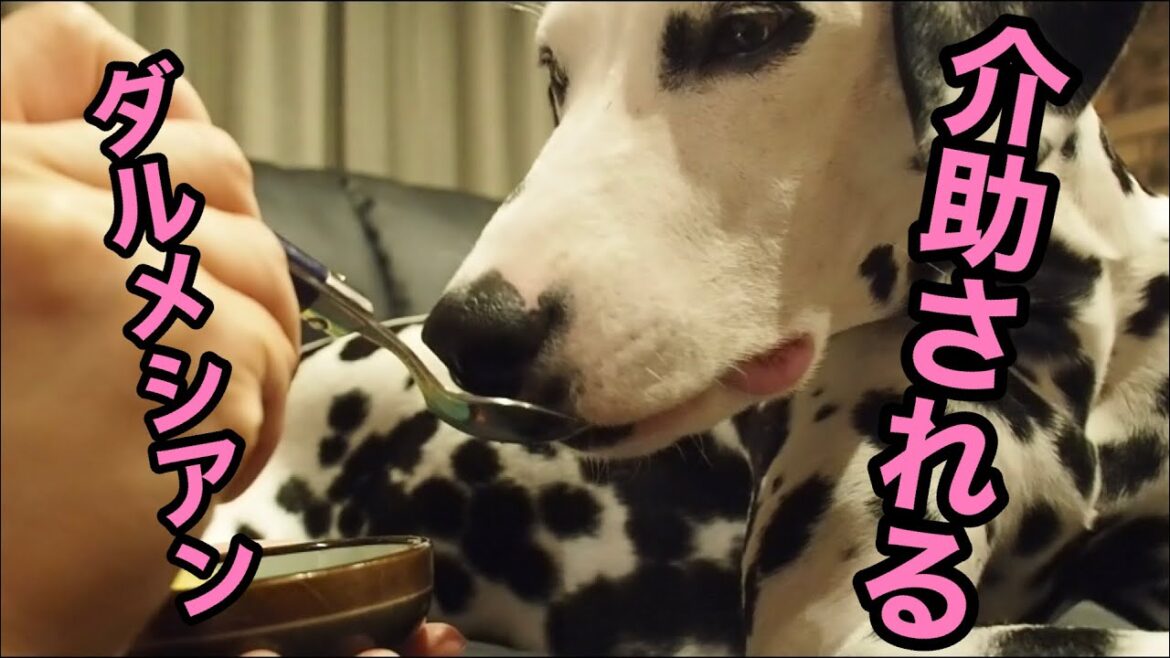 ダルメシアンに何があった？２歳児なのに介助される犬【介助犬】#ダルメシアン#介助犬#おやつ