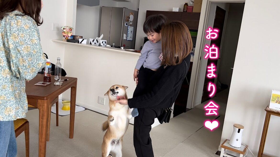 子供がお泊まりに来てくれたのが嬉しすぎて飛びついて大喜びする柴犬が可愛い