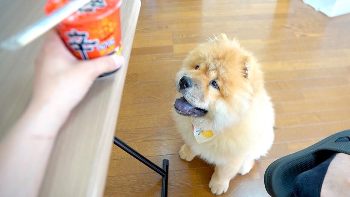 激辛ラーメンに挑戦しがたるチャウチャウ犬