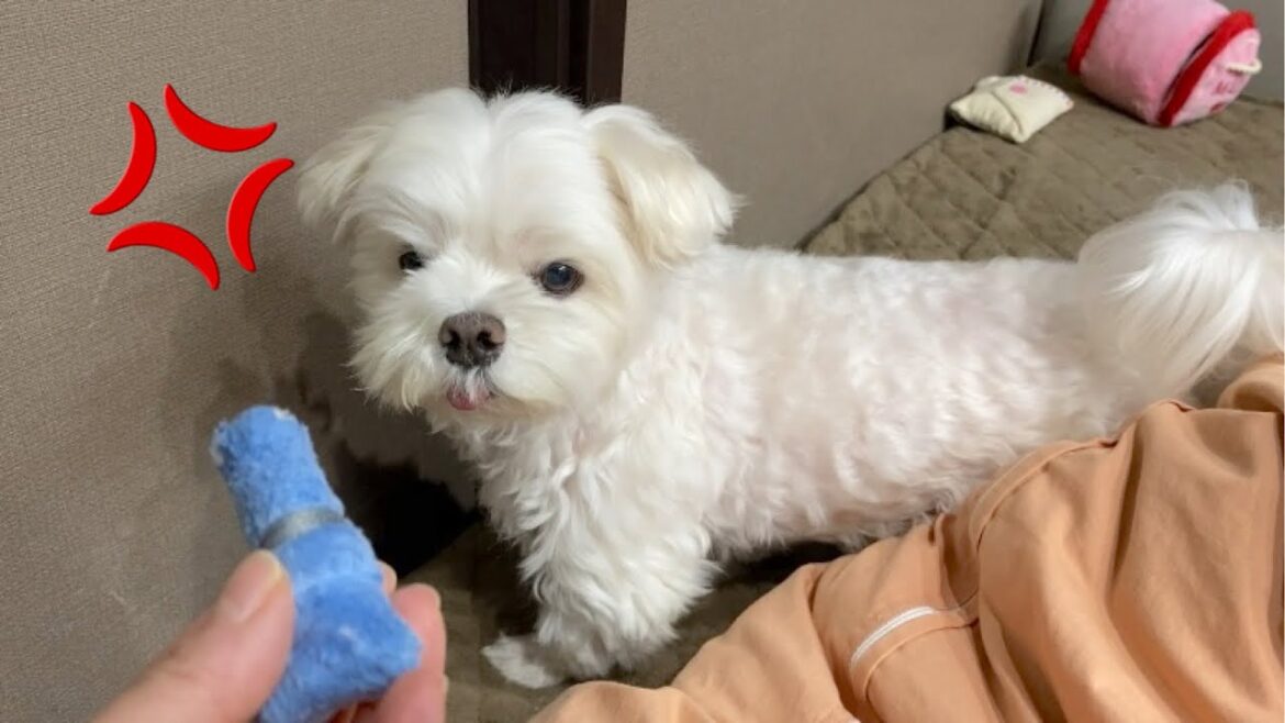 わざとおもちゃを落として「早く取れ！」とブチ切れる犬【マルチーズ】