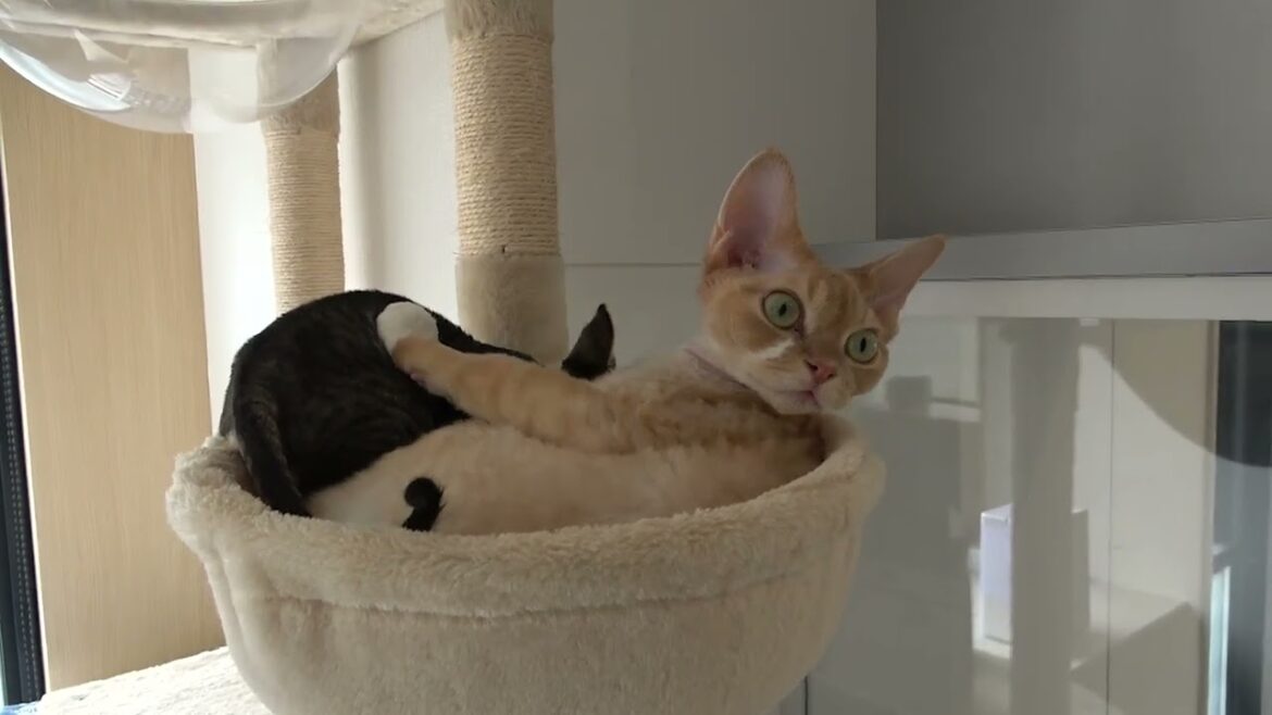 兄ちゃんにベッタリのデボン子猫（Devon rex kitten: a brother's boy.)