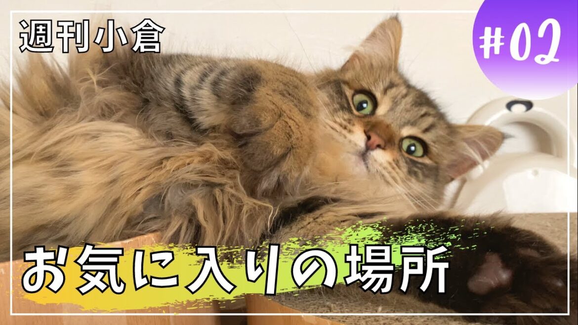 【週刊小倉２】お気に入りの場所でまったり昼下がり【サイベリアン・子猫】