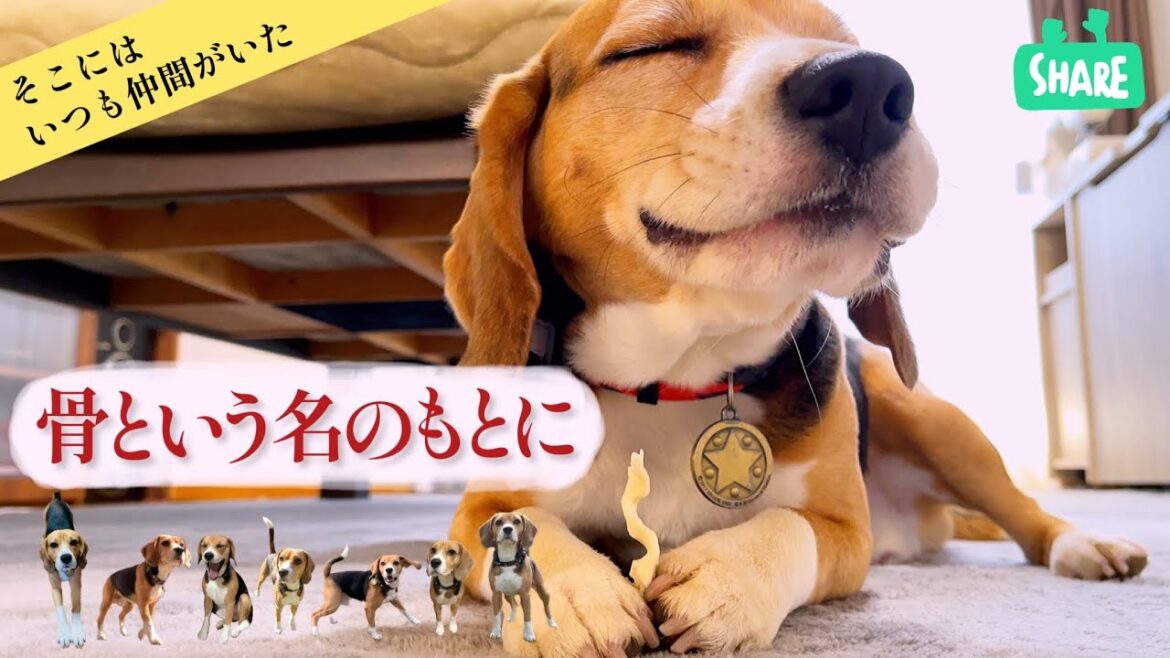 ビーグル犬と親父　日曜日を無駄に過ごす！