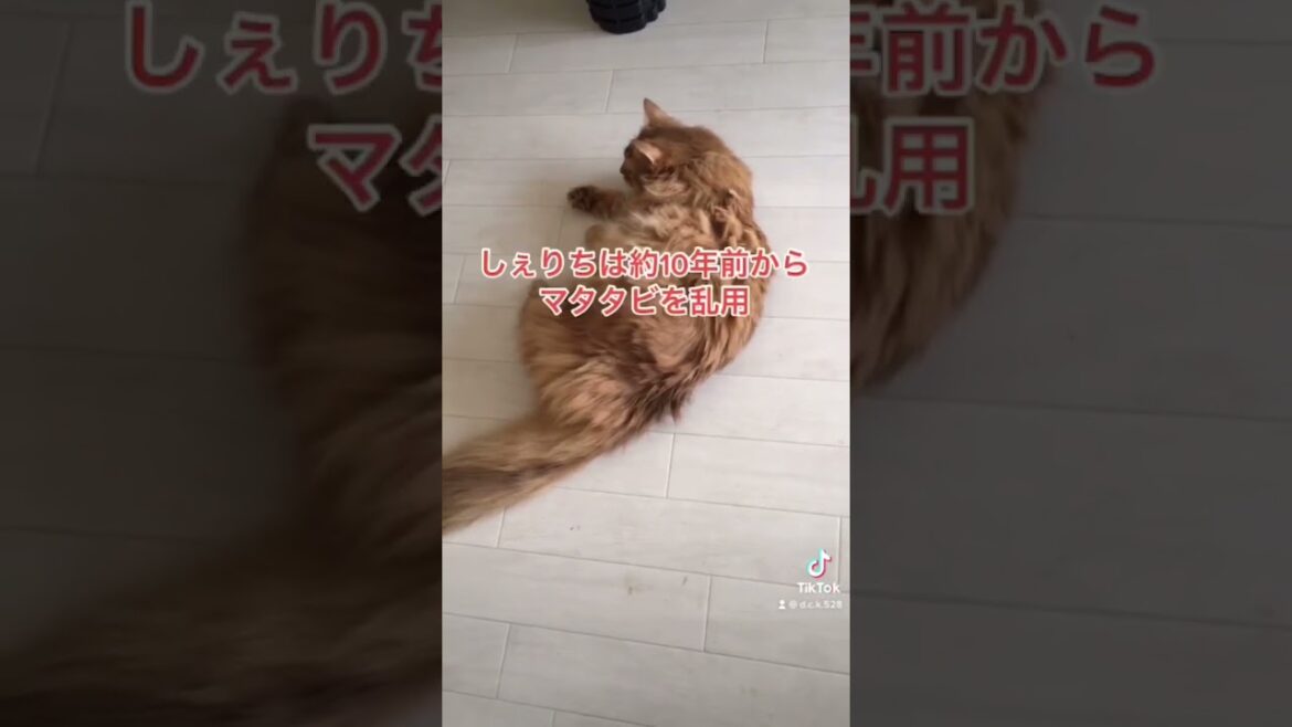 M乱用猫💜【ソマリ】#猫 #ねこ