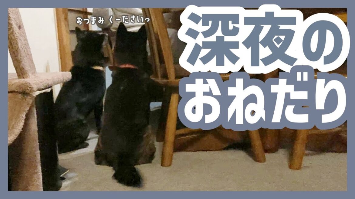 【甲斐犬】晩酌中の飼い主の足元に、気付いたら集合してた甲斐犬2匹が可愛すぎる〜! 【甲斐犬】晩酌中の飼い主の足元に、気付いたら集合してた甲斐犬2匹が可愛すぎる〜!