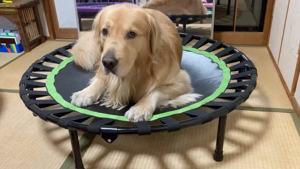 お気に入りの場所にて、遊び相手を待つ愛犬