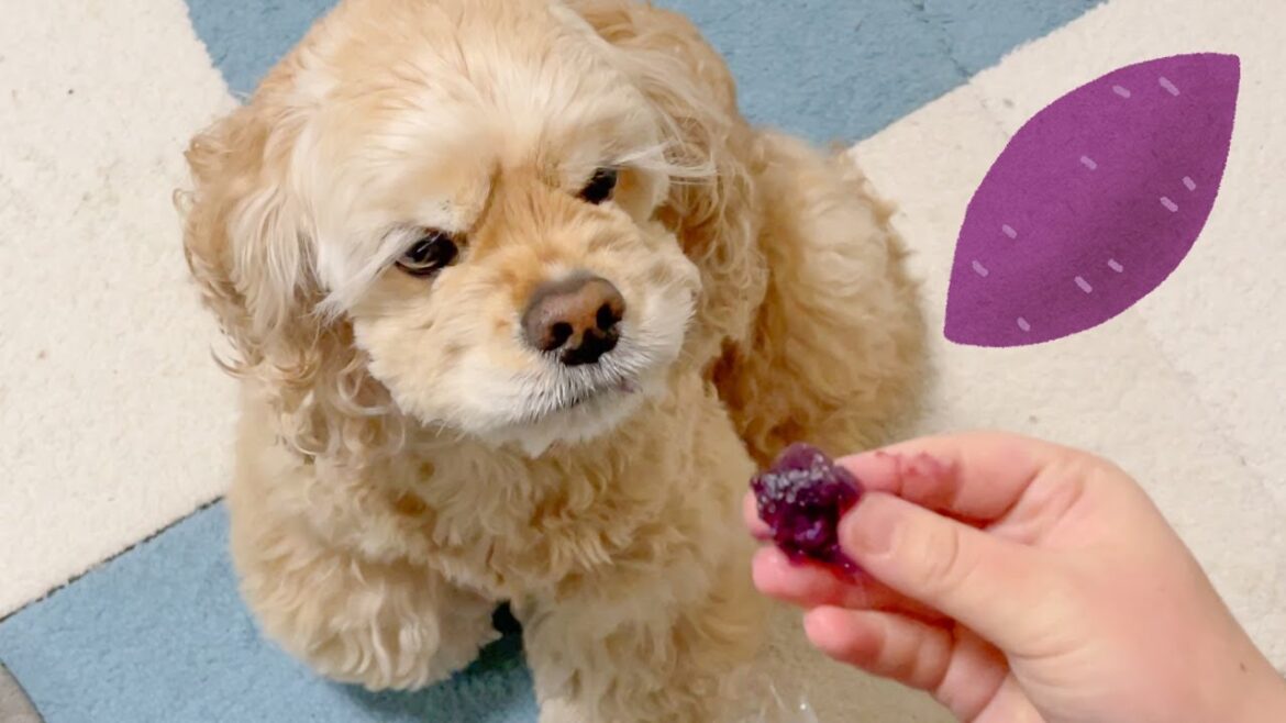 焼き芋好きな犬は紫芋を食べられるのか？