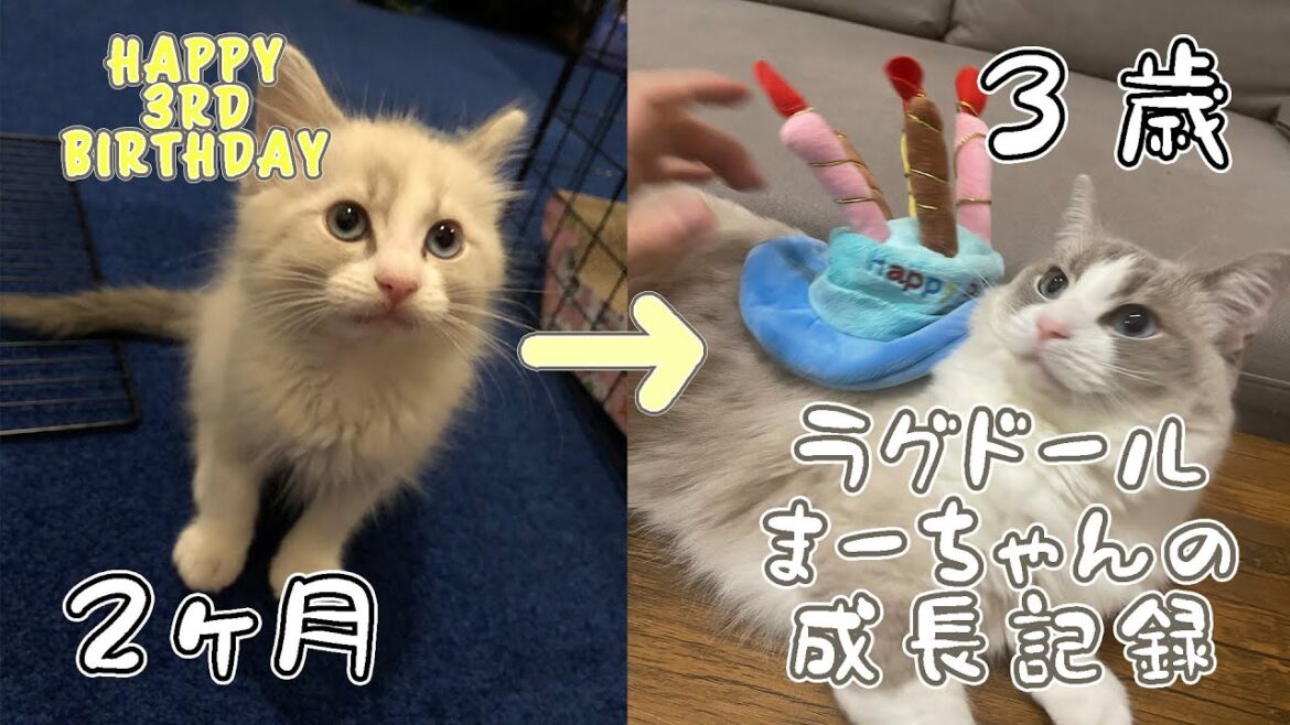 ラグドールまーちゃんの成長過程【2ヶ月～3歳】