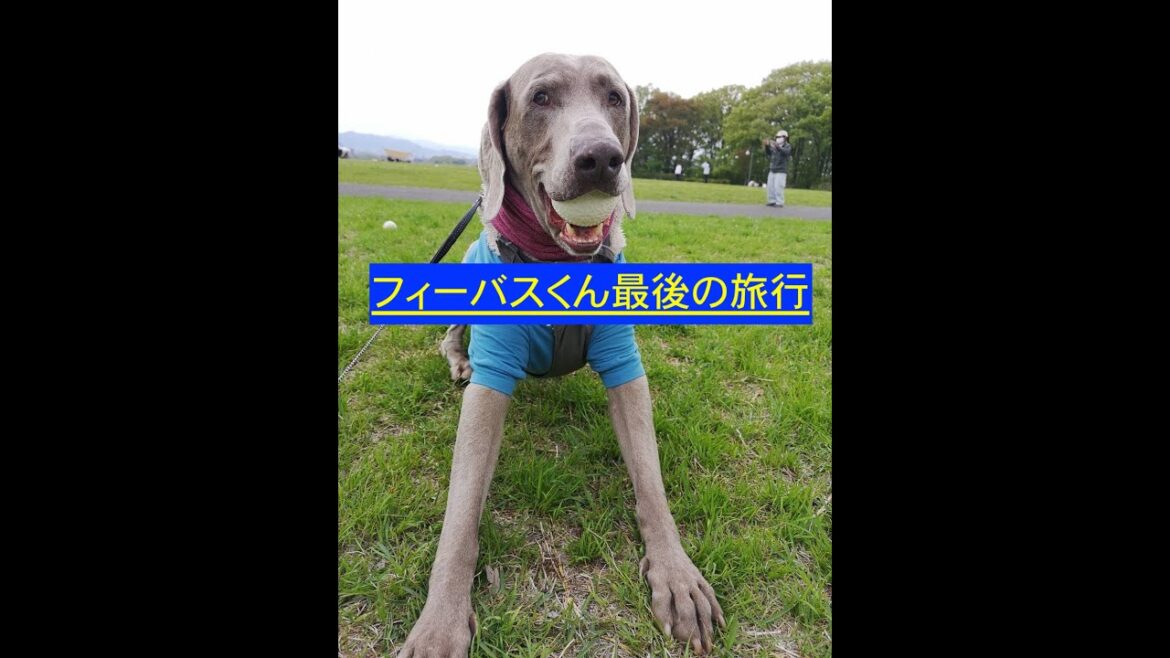 [ワイマラナーワイマるちん]フィーバス最後の旅行 Vol.1