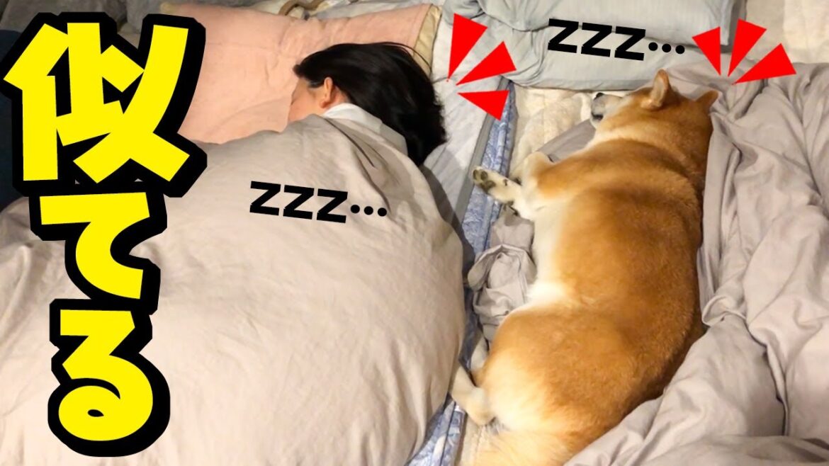 似た者同士の娘と柴犬が寝姿まで同じで可愛い