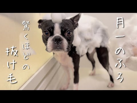 お風呂に入れながら抜け毛について語る回【ボストンテリア】 お風呂に入れながら抜け毛について語る回【ボストンテリア】