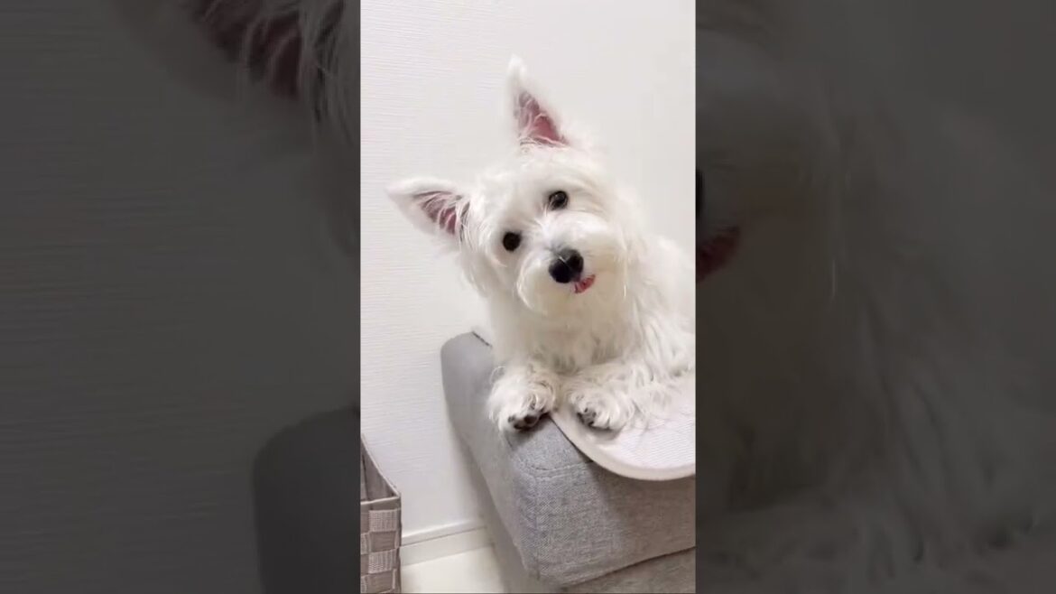 テレビのアカペラを採点者の目線で聞く犬