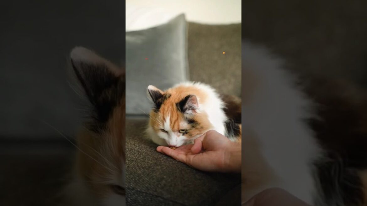 cat na 😭#cat #dog #youtubeshorts #video #viralvideo #viral #shorts cat na 😭#cat #dog #youtubeshorts #video #viralvideo #viral #shorts