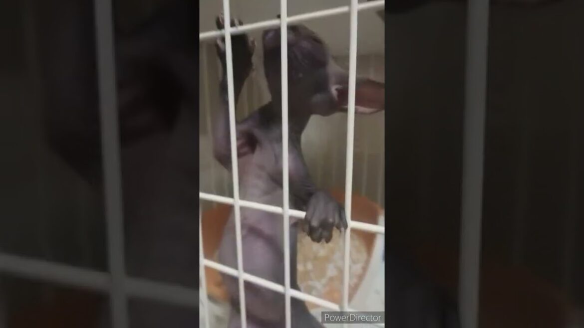 スフィンクス 子猫のアルくん クライミング猫#shorts スフィンクス 子猫のアルくん クライミング猫#shorts