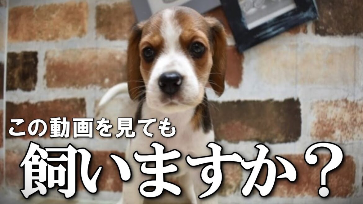 一人暮らしで犬を飼うか迷っている方へ伝えたい１０のこと